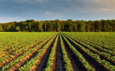 Unravelling biodiversity impacts of consumption: a production layer decomposition analysis for the Netherlands
